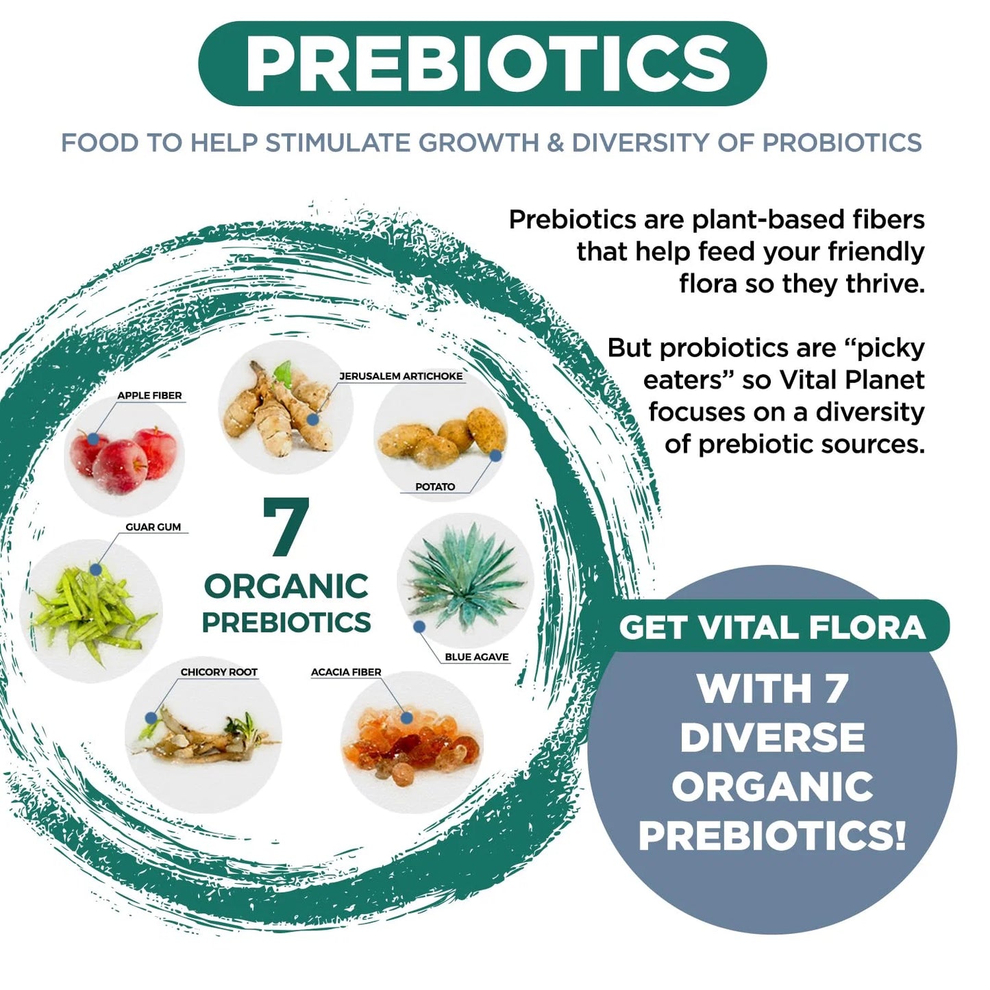 Vital Flora Ultra Daily Probiotic - Shelf Stable 60ct